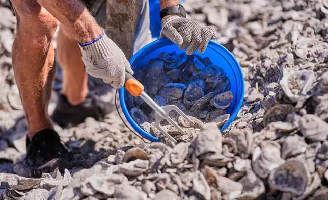 Volunteers fill buckets from piles of oyster shells during a reef barrier project organized by the Coalition To Restore Coastal Louisiana in Cocodrie, La., Friday, Oct. 24, 2025. (AP Photo/Gerald Herbert)