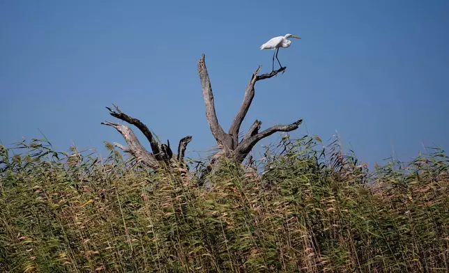 An egret sits on a tree that died from salt water intrusion, showing the fragility of the ecosystem, during a reef barrier project organized by the Coalition To Restore Coastal Louisiana in Cocodrie, La., Friday, Oct. 24, 2025. (AP Photo/Gerald Herbert)