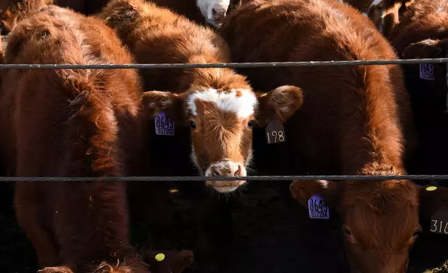 Cattle line up at a trough at the Darr Feedlot in Cozad, Neb., Friday, Dec. 5, 2025. (AP Photo/Thomas Peipert)