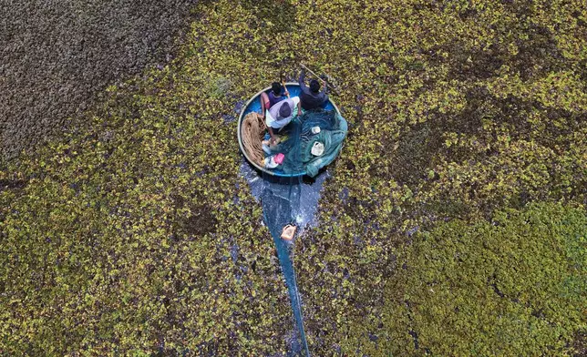 Fisherman Sunil Kumar, bottom, spreads a fishing net to help remove the weeds floating on Doddajala Lake, Aug. 23, 2025, on the outskirts of Bengaluru, India. (AP Photo/Aijaz Rahi, File)