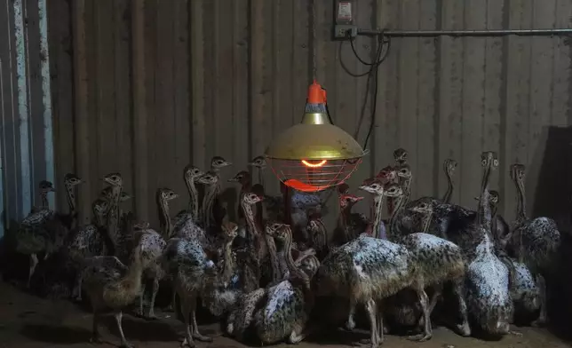 Baby ostriches huddle after being moved into a barn following recent flooding July 9, 2025, at a farm in Bend, Texas. (AP Photo/Joshua A. Bickel, File)