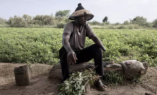 Mamadou Gueye, a 39-year-old farmer who lost his left hand after a fight with a herder over cattle in May 2022, guards his fields of peanuts Oct. 12, 2025, in Ross Bethio, Senegal. (AP Photo/Andrea Ferro)