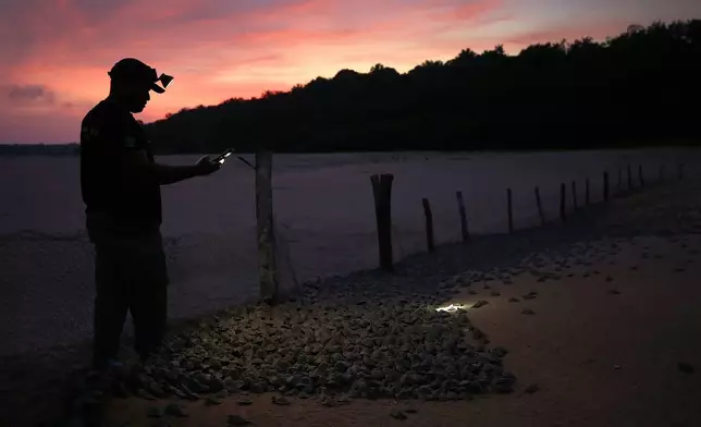 An environmental agent of the Chico Mendes Institute takes photos of turtle hatchlings Nov. 17, 2025, at the Abufari Biological Reserve in Tapaua, Brazil. (AP Photo/Edmar Barros, File)