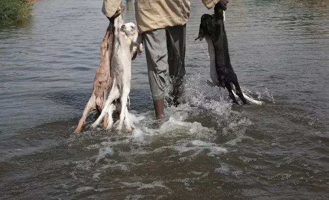 A Sudanese farmer carries his livestock after his farm was destroyed by floods Oct. 1, 2025, in Wad Ramli village, Sudan. (AP Photo/Marwan Ali, File)