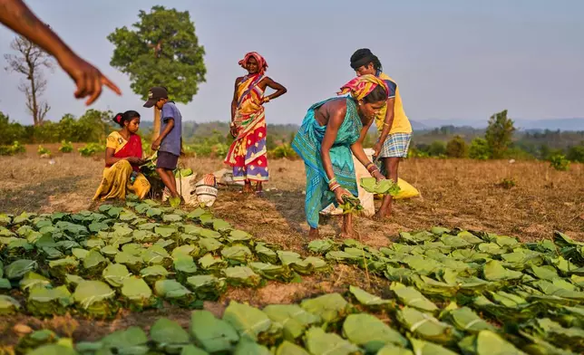 Members of the Gadaba Indigenous communities gather tendu leaves to sell April 16, 2025, in Hatipakna village, India. (AP Photo/Rafiq Maqbool, File)