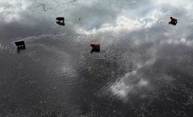 Cows stand in floodwaters at a farm July 25, 2025, in Buenos Aires province, Argentina. (AP Photo/Natacha Pisarenko, File)