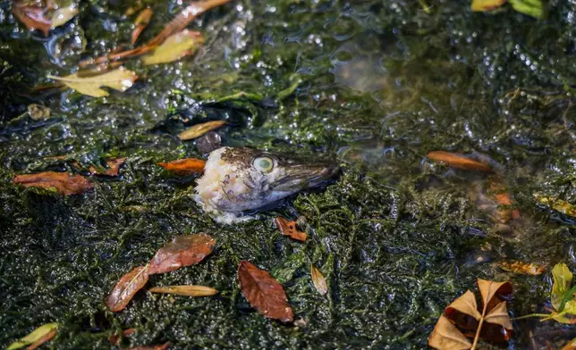The head of a dead fish lies in the almost dry Aume River, Aug. 14, 2025, in Saint-Fraigne, France. (AP Photo/Yohan Bonnet, File)
