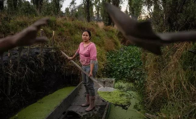 Cassandra Garduño cleans a canal in her chinampa, an island farm built by the Aztecs thousands of years ago May 8, 2025, in San Gregorio Atlapulco, a borough of Mexico City. (AP Photo/Felix Marquez, File)