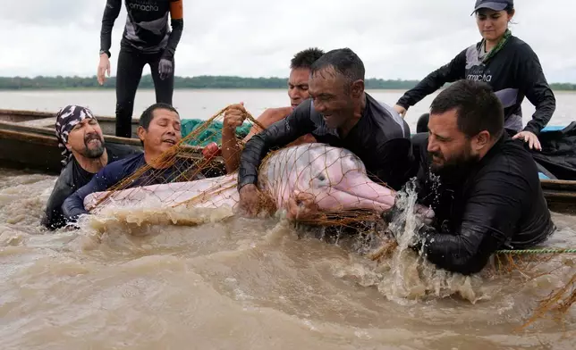 Scientists and veterinarians capture a pink river dolphin in the Amazon River to perform health checks Sept. 7, 2025, in Puerto Narino, Colombia. (AP Photo/Fernando Vergara, File)