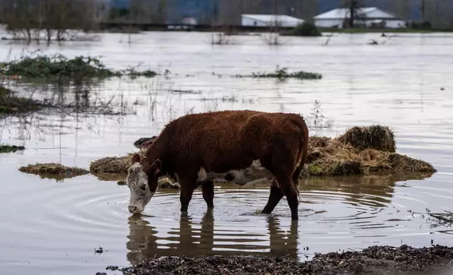 A cow drinks from the flooded Snohomish River in Snohomish, Wash., Thursday, Dec. 11, 2025. (AP Photo/Stephen Brashear)