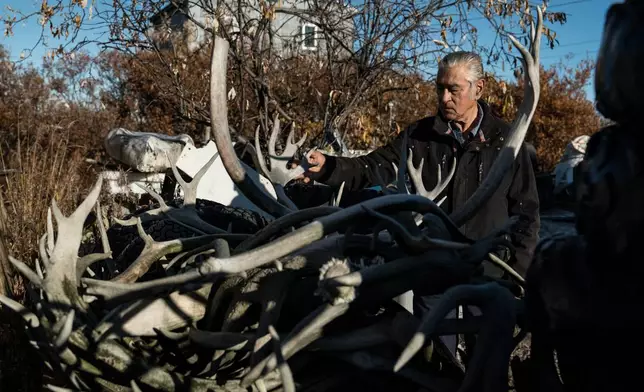 Roswell Schaeffer, an Inupiaq hunter and fisher, looks over caribou antlers from past hunts at his home in Kotzebue, Alaska, Friday, Sept. 26, 2025. (AP Photo/Annika Hammerschlag)