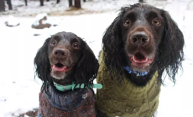 Two English Cocker Spaniel dogs, Roo, left, and Ryder, stand in the snow wearing sweaters to keep them warm during the first snow of the season in Flagstaff, Ariz., Wednesday, Nov. 19, 2025. (AP Photo/Cheyanne Mumphrey)
