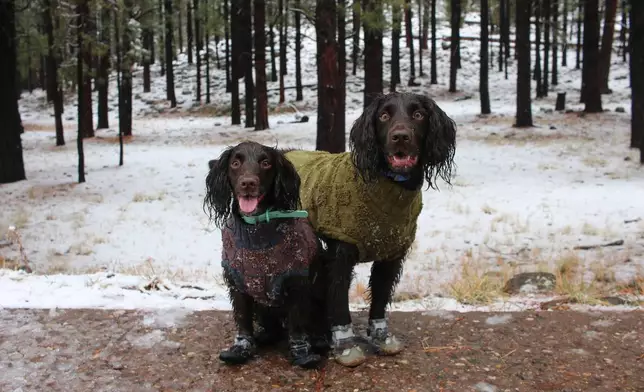 Two English Cocker Spaniel dogs wear waterproof collars, sweaters and dog booties before playing in the first snow of the season in Flagstaff, Ariz., Wednesday, Nov. 19, 2025. (AP Photo/Cheyanne Mumphrey)