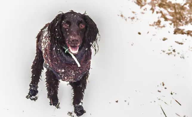 An English Cocker Spaniel named Roo stares as snow falls around her during the first snow of the season in Flagstaff, Ariz., Wednesday, Nov. 19, 2025. (AP Photo/Cheyanne Mumphrey)