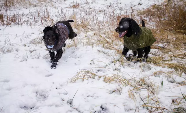 Two English Cocker Spaniel dogs, Roo, left, and Ryder, chase each other in the first snow of the season in Flagstaff, Ariz., Wednesday, Nov. 19, 2025. (AP Photo/Cheyanne Mumphrey)
