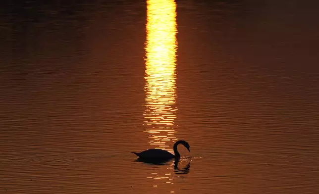 A swan swims during sunset at the Ada Ciganlija Lake in Belgrade, Serbia, Monday, Dec. 15, 2025. (AP Photo/Darko Vojinovic)