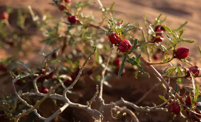 Plants flower in the dry desert plains of the Sahel bloom in Mbera Refugee Camp, near Bassikounou, Hodh El Chargui Region, Mauritania, Saturday Nov. 8, 2025. (AP Photo/Caitlin Kelly)