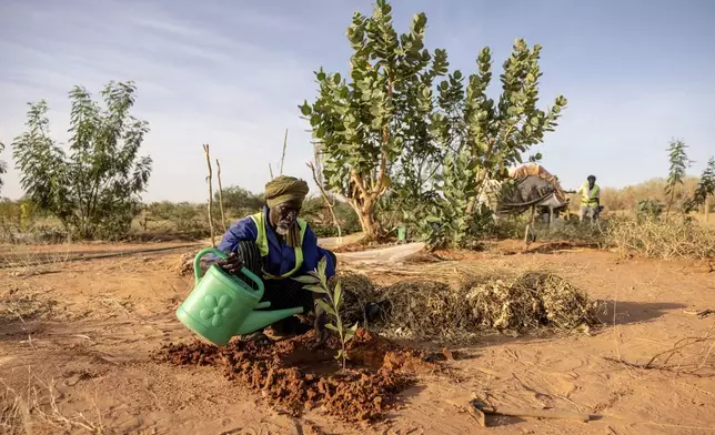 Members of the NGO SOS desert plant trees in Mbera Refugee Camp, near Bassikounou, Hodh El Chargui Region, Mauritania, Saturday Nov. 8, 2025. (AP Photo/Caitlin Kelly)
