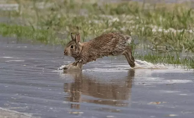 A rabbit emerges from a flooded field in Abbotsford, British Columbia, on Thursday, Dec. 11, 2025. (Ethan Cairns/The Canadian Press via AP)