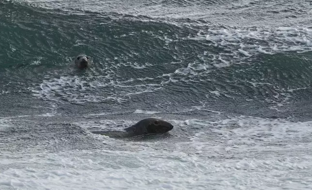 Seals swim in the surf off the island of Ailsa Craig off the coast of Scotland, Monday, Nov. 10, 2025. (AP Photo/Alastair Grant)