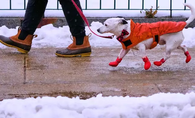 Jack, described as a mixed-breed mutt by his owner Shelley, keeps in stride on their afternoon walk in sleet and freezing rain, Monday, Dec. 29, 2025, in Manchester, N.H. (AP Photo/Charles Krupa)
