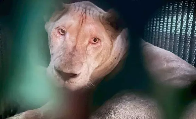 This handout photo provided by Department of National Parks, Wildlife and Plant Conservation of Thailand shows a lioness found in Trat Province in eastern Thailand, Tuesday, Dec. 24, 2025. (Department of National Parks, Wildlife and Plant Conservation of Thailand via AP)