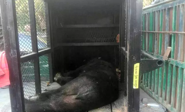 This handout photo provided by Department of National Parks, Wildlife and Plant Conservation of Thailand shows a sedated bear found in Trat Province in eastern Thailand, Tuesday, Dec. 24, 2025.(Department of National Parks, Wildlife and Plant Conservation of Thailand via AP)