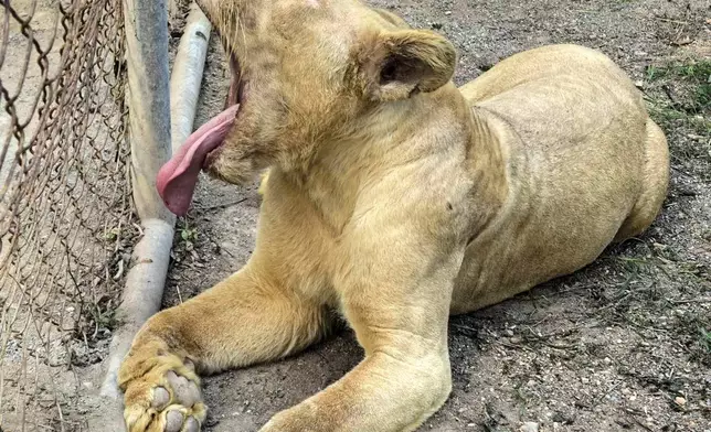 This handout photo provided by Department of National Parks, Wildlife and Plant Conservation of Thailand shows a rescued lioness in a wildlife breeding center in Ratchaburi, Thailand, Friday, Dec. 26, 2025. (Department of National Parks, Wildlife and Plant Conservation of Thailand via AP)