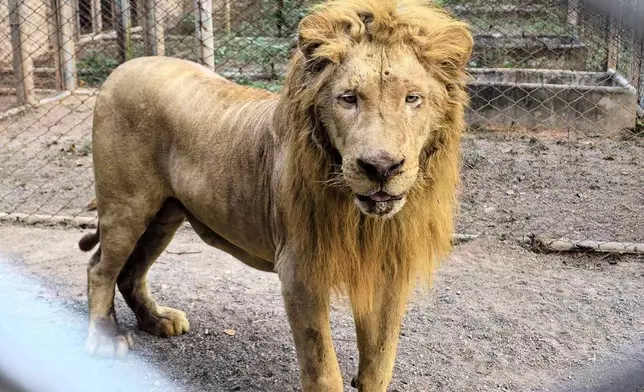 This handout photo provided by Department of National Parks, Wildlife and Plant Conservation of Thailand shows a rescued lion in a wildlife breeding center in Ratchaburi, Thailand, Thursday, Dec. 25, 2025. (Department of National Parks, Wildlife and Plant Conservation of Thailand via AP)