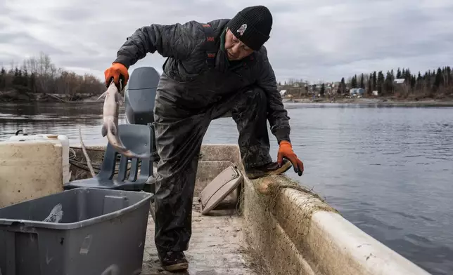 Inupiaq elder Morgan Johnson removes fish from his net on the Kobuk River in Ambler, Alaska, Sunday, Sept. 28, 2025. (AP Photo/Annika Hammerschlag)