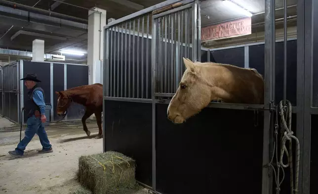A horse looks from it's stall at the South Point hotel-casino in Las Vegas Tuesday, Dec. 9, 2025, in Las Vegas. (AP Photo/John Locher)