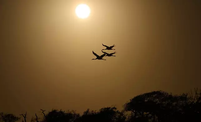 Whooping cranes fly Thursday, Dec. 11, 2025, in Rockport, Texas. (AP Photo/John Locher)