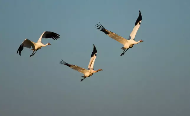 Whooping cranes fly Thursday, Dec. 11, 2025, in Rockport, Texas. (AP Photo/John Locher)