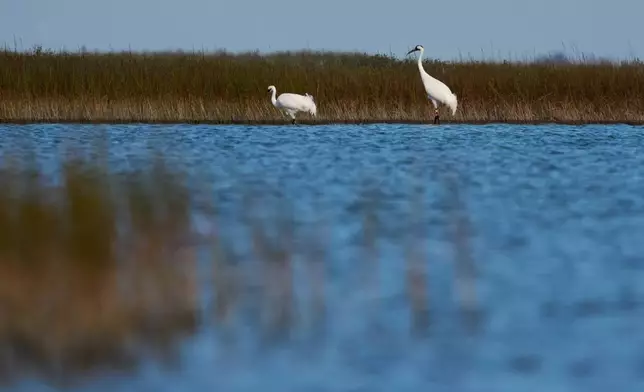 Whooping cranes, look for food Friday, Dec. 12, 2025, near Rockport, Texas. (AP Photo/John Locher)