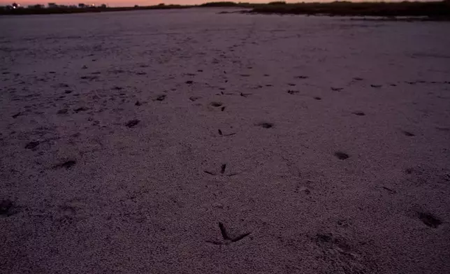 Crane tracks are visible at the Wolfberry Whooping Crane Sanctuary, Friday, Dec. 12, 2025, near Seadrift, Texas. (AP Photo/John Locher)