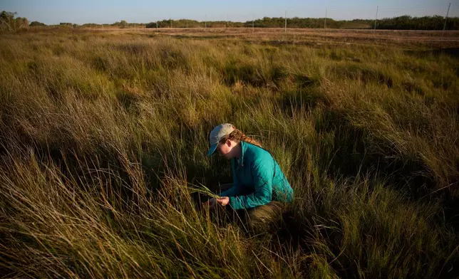 Katie Fernald, Wetland/Rangeland Ecologist, International Crane Foundation, gathers plants at the Wolfberry Whooping Crane Sanctuary, Thursday, Dec. 11, 2025, near Seadrift, Texas. (AP Photo/John Locher)