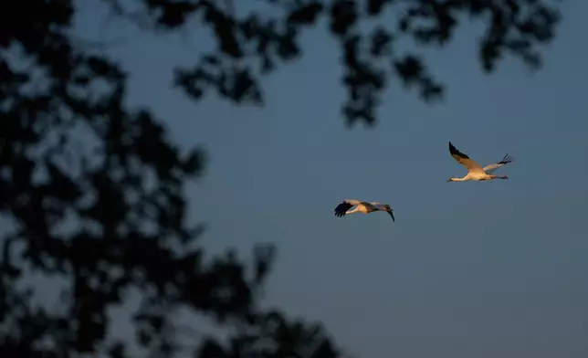 Whooping cranes fly Saturday, Dec. 13, 2025, in Rockport, Texas. (AP Photo/John Locher)