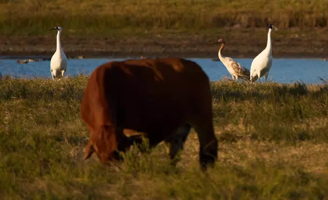 Whooping cranes stand in a cow pasture Thursday, Dec. 11, 2025, in Rockport, Texas. (AP Photo/John Locher)