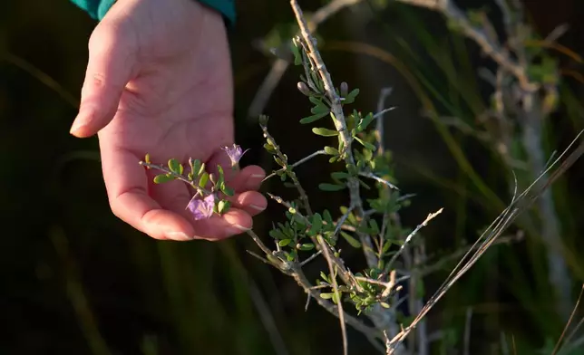 Katie Fernald, Wetland/Rangeland Ecologist, International Crane Foundation, holds a Carolina Wolfberry at the Wolfberry Whooping Crane Sanctuary, Thursday, Dec. 11, 2025, near Seadrift, Texas. (AP Photo/John Locher)