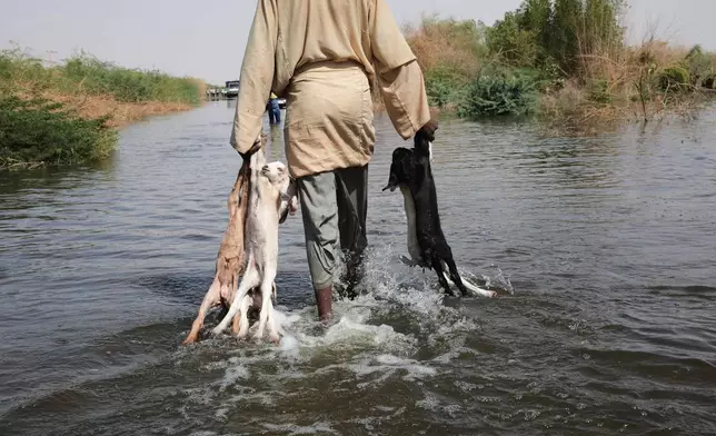 A Sudanese farmer carries his livestock after his farm was destroyed by floods, in Wad Ramli village, about 60 kilometers (37 miles) north of Khartoum, Sudan, Oct. 1, 2025. (AP Photo/Marwan Ali, File)
