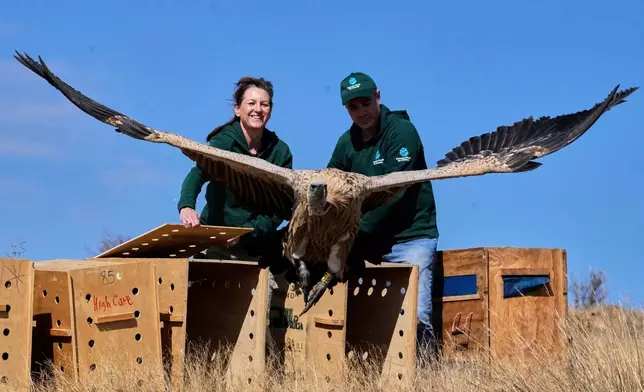 Audrey Delsink, left, and Matthew Schurch watch a vulture take off following a release in Hartbeespoort, South Africa, July 14, 2025. (AP Photo/Themba Hadebe, File)