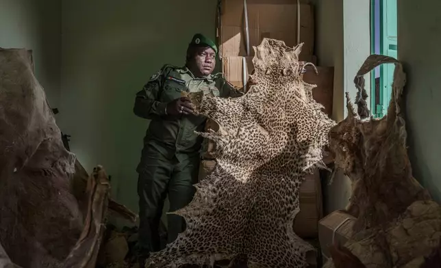 Ousmane Sambou, a sergeant with Senegal's Direction of National Parks, holds up a confiscated leopard skin at the DPN headquarters in Tambacounda, Senegal, Jan. 13, 2025. (AP Photo/Annika Hammerschlag, File)