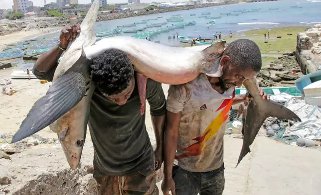 Fishermen carry a tuna fish to the market in Mogadishu, Somalia, April 2, 2025. (AP Photo/Farah Abdi Warsameh, File)