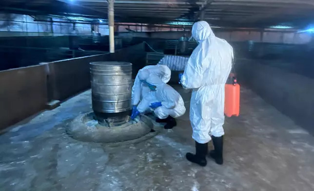 AFCD continues culling operation at pig farm in Yuen Long after detection of African Swine Fever virus  Source: HKSAR Government Press Releases
