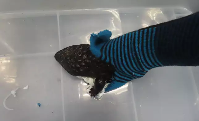 Hong Kong Customs seizes live lizards of suspected scheduled endangered species Source: HKSAR Government Press Releases