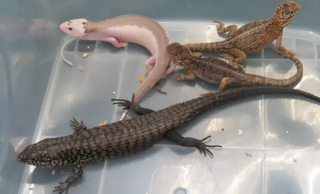 Hong Kong Customs seizes live lizards of suspected scheduled endangered species Source: HKSAR Government Press Releases