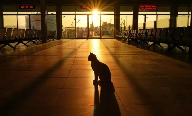 A cat casts a shadow against the ground at Kabatas ferry terminal as the sun rises over the Bosphorus strait, in Istanbul, Thursday, Dec. 18, 2025. (AP Photo/Francisco Seco)