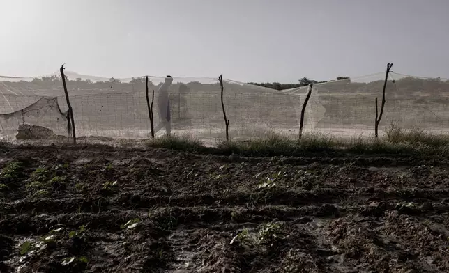 A fence surrounds okra fields to protect against animals near Savoigne, Saint-Louis region, Senegal, Oct. 11, 2025. (AP Photo/Andrea Ferro)