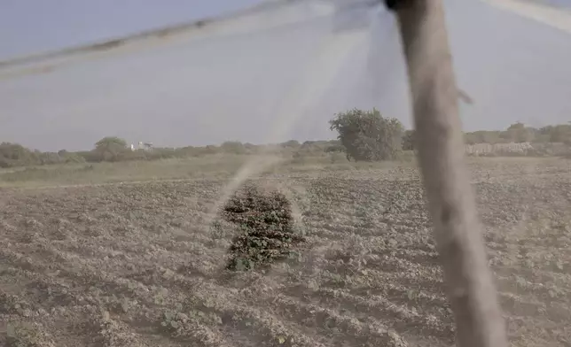 Okra fields are visible through a fence that is used to protect against animals near Savoigne, Saint-Louis region, Senegal, Oct. 11, 2025. (AP Photo/Andrea Ferro)