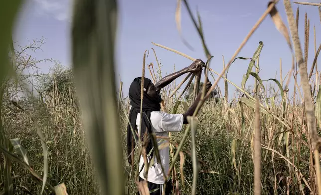 Fode Diome, a farmer, collects samples from his millet crops near Ndofane, Kaolack region, Senegal, Oct. 14, 2025. (AP Photo/Andrea Ferro)